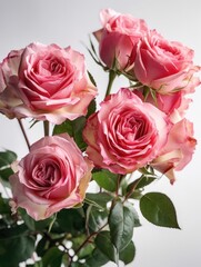 Pink roses in a vase on a white background.