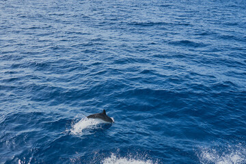 Naklejka premium Dolphin in the sea as a background.