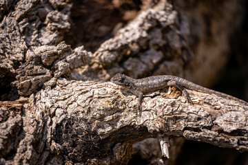 lizard on the tree