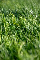 belle herbe verte avec petites plantes sauvage