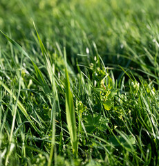 herbe de printemps avec différentes plantes dans les champs