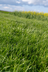 herbe haute au printemps dans un champs