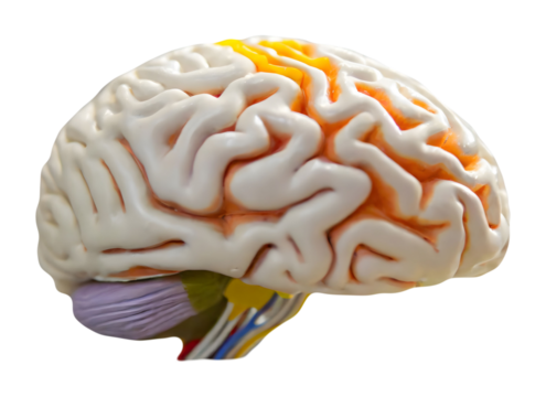 Close Up of a Human Brain Model. Generative AI