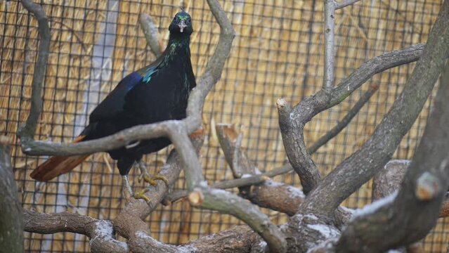 Himalayan monal (Lophophorus impejanus)