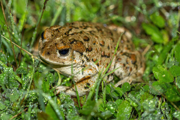 California Toad Adult. Joseph D. Grant County Park, Santa Clara County, California, USA.