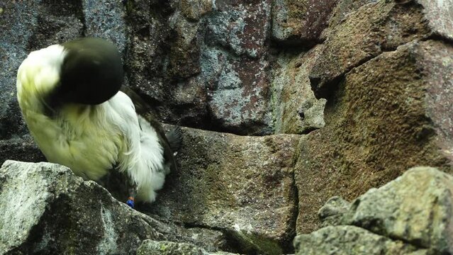 razorbill (Alca torda) is colonial seabird