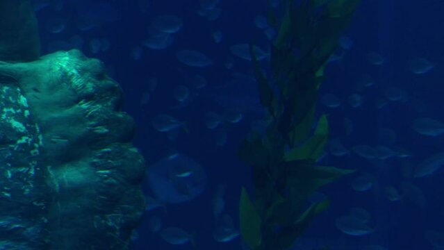 Ocean sunfish or common mola is one of the heaviest known bony fishes in the world. The species is native to tropical and temperate waters around the globe.