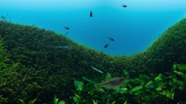 Oceanarium with many different species of fish
