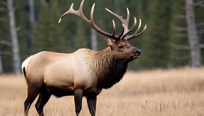 An Elk Bull Bugling During The Rut His Call Echoi