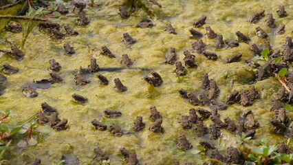 Toads