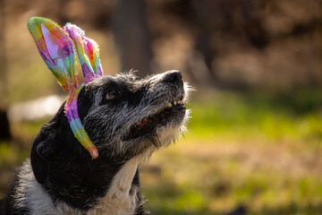 Cute Sweet Adorable Senior Adult Mixed Breed Happy Easter Black Dog Mutt Wearing Rainbow LGBT Bunny Rabbit Ears with Bows Looking Right with Space for Text Outdoors