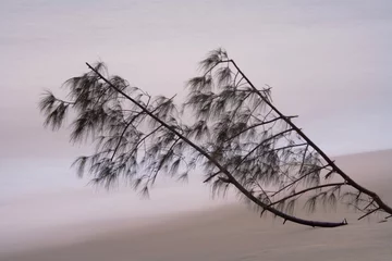 Fotobehang 砂浜に立つ琉球松 © akira_yonezu