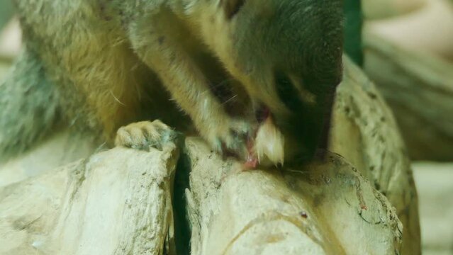 Ring-tailed mongoose (Galidia elegans)