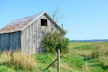 A vintage grey colored weathered and worn barn with rust spots on the metal roof. There's a small open window in the loft of the shed. The land is a lush green vegetable field with a shrub in front. © Dolores  Harvey