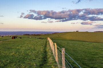 Fototapeta na wymiar Cows grazing on Ditchling Beacon in Sussex, with evening light