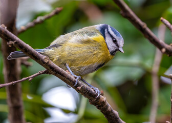 Blue Tit (Cyanistes caeruleus) - Found throughout Europe and parts of Asia