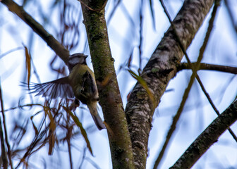 Blue Tit (Cyanistes caeruleus) - Found throughout Europe and parts of Asia
