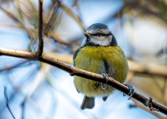 Blue Tit (Cyanistes caeruleus) - Found throughout Europe and parts of Asia