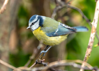 Fototapeta premium Blue Tit (Cyanistes caeruleus) - Found throughout Europe and parts of Asia