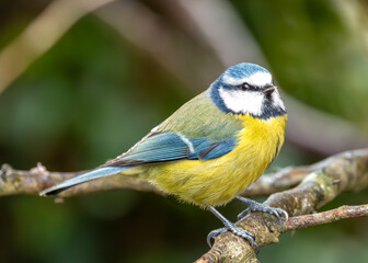Blue Tit (Cyanistes caeruleus) - Found throughout Europe and parts of Asia