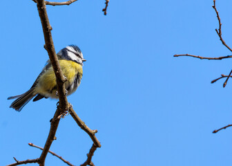 Blue Tit (Cyanistes caeruleus) - Found throughout Europe and parts of Asia