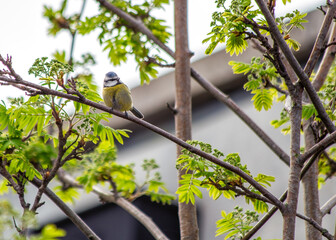Blue Tit (Cyanistes caeruleus) - Found throughout Europe and parts of Asia