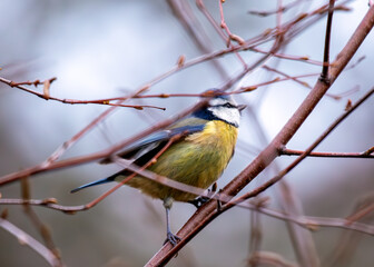 Blue Tit (Cyanistes caeruleus) - Found throughout Europe and parts of Asia