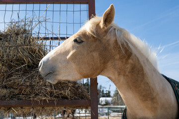 A light cream color domesticated horse with a long blonde mane, brown eyes, and pointy ears standing in a pen outdoors, on a farm, wearing a dark blanket and eating dry hay from a wire cage and basket