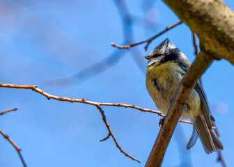 Blue Tit (Cyanistes caeruleus) - Found throughout Europe and parts of Asia