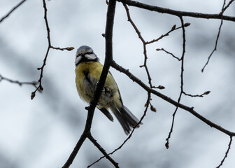 Blue Tit (Cyanistes caeruleus) - Found throughout Europe and parts of Asia