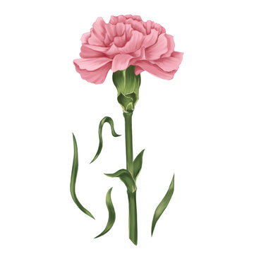 Botanical Illustrations of January Flower Pink Carnation