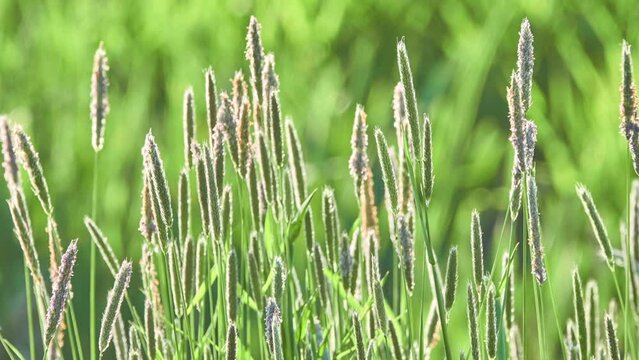 Alopecurus myosuroides (Black twitch, Large, Mouse, Slender meadow, Annual or Slender foxtail, Black-grass, Blackgrass, Slender Meadow-foxtail) is an annual grass, native to Eurasia.
