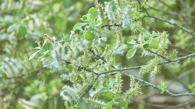 Salix hastata is flowering plant in willow family, known by common name halberd willow.