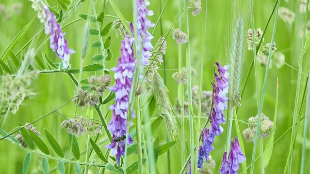 Vicia cracca (tufted vetch, cow vetch, bird vetch, blue vetch, boreal vetch), is species of vetch native to Europe and Asia. It occurs on other continents as an introduced species, including America.