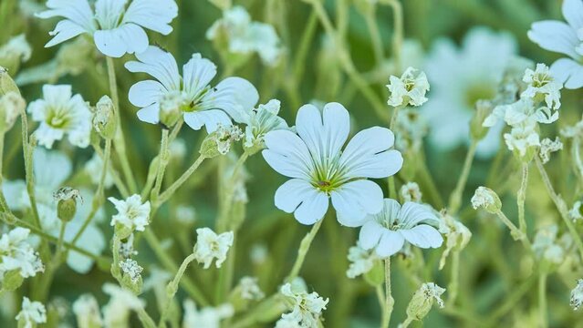Cerastium tomentosum (snow-in-summer) is herbaceous flowering plant and member of family Caryophyllaceae. It is generally distinguished from other species of its genus by "tomentose" or felty foliage.