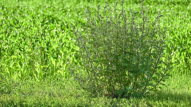 Artemisia vulgaris, common mugwort, family Asteraceae. It is riverside or wild wormwood, felon herb, chrysanthemum weed, old Uncle Henry, sailor's tobacco, naughty or old man, or St. John's plant