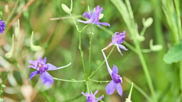 Consolida regalis, known as forking larkspur, rocket-larkspur, and field larkspur, is annual herbaceous plant belonging to genus Consolida of buttercup family (Ranunculaceae).
