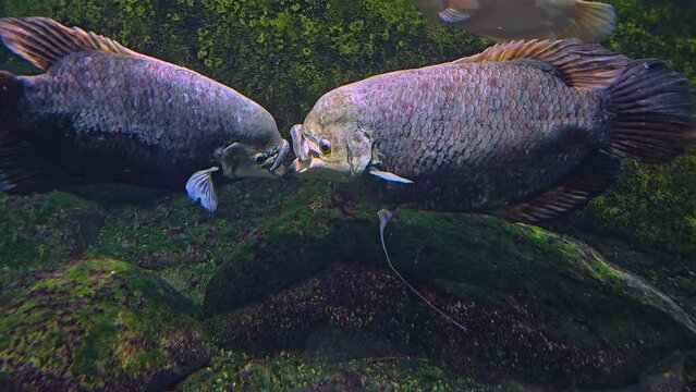 Close up of two elephant ear fish kissing like underwater.
