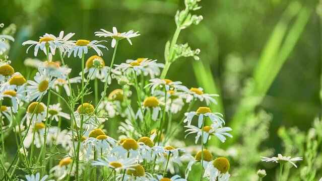 Matricaria chamomilla (recutita), chamomile (camomile), German or Hungarian kamilla, wild chamomile, blue chamomile, or scented mayweed, is an annual plant of composite family Asteraceae.