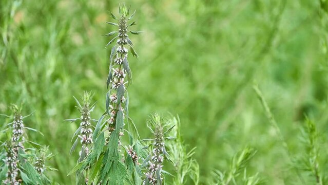 Leonurus cardiaca, known as motherwort, is herbaceous perennial plant in mint family, Lamiaceae. Other common names include throw-wort, lion's ear, and lion's tail.