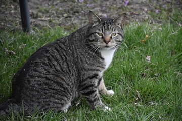 Naklejka na ściany i meble Gray Cat