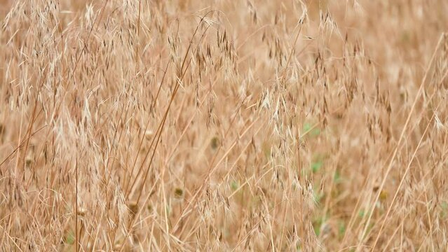 Empty oats, or wild oats (Avena fatua) - an annual plant, a species of the genus Oats of the Cereals family, or Poaceae, is a malignant weed of cereals.