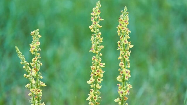 Verbascum nigrum, the black mullein or dark mullein, is a species of biennial or short-lived perennial herbaceous plant in the mullein genus Verbascum, native to dry open sites in temperate Europe.