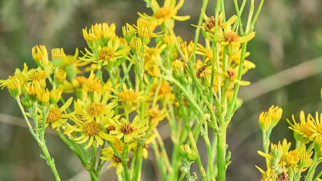 Jacobaea vulgaris, Senecio jacobaea, in Asteraceae. Common tansy ragwort, stinking willie, benweed, St. James-wort, stinking nanny, ninny, willy, staggerwort, dog standard, cankerwort, stammerwort.