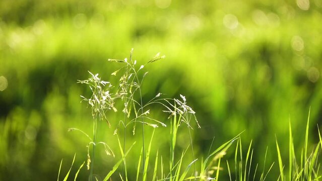Poa nemoralis, wood bluegrass, is perennial plant in family Poaceae. Late-growing grass is fairly nutritious for livestock, which feed on it in autumn, 
