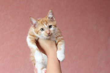 Red little kitten in hand on a pink background