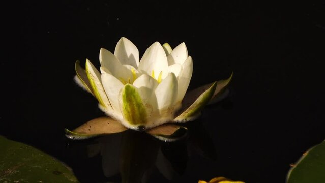 Nymphaea alba, white waterlily, European white water lily or white nenuphar, is aquatic flowering plant in family Nymphaeaceae.