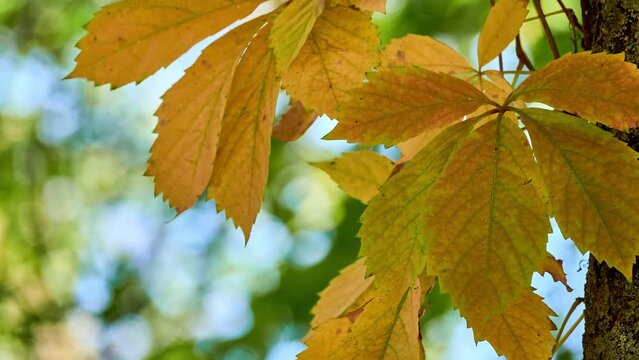 Acer negundo (California Boxelder, Box-elder, Manitoba, Ash-leaf, Three-leaf, Ashleaf, Ash-leaved or Sensation maple, Box elder) is species of maple native to North America.