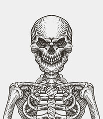 Human skeleton, vintage engraving style. hand drawn. vector illustration.