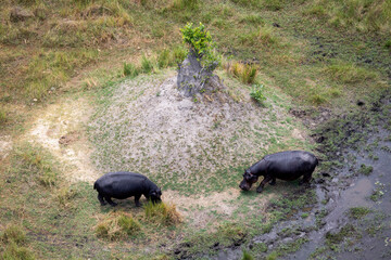 Two hippopotamus grazing in the Okavango Delta as seen from a helicopter, Botswana
